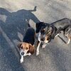 lisadoggett797